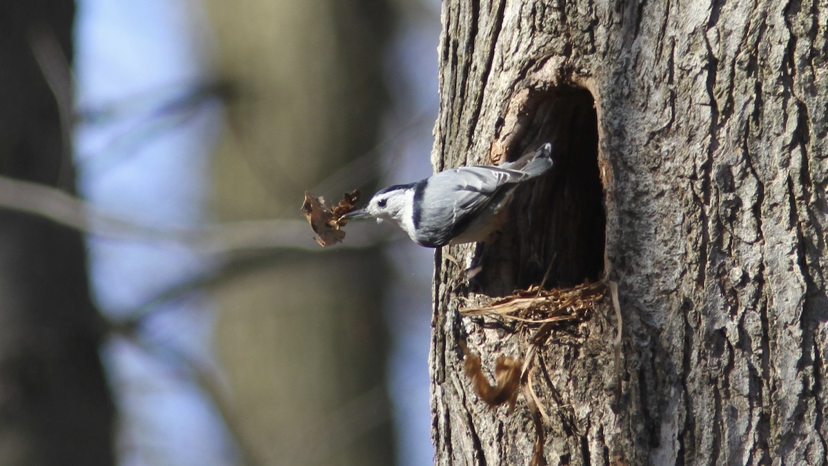 White-breasted Nuthatch - ML554972981