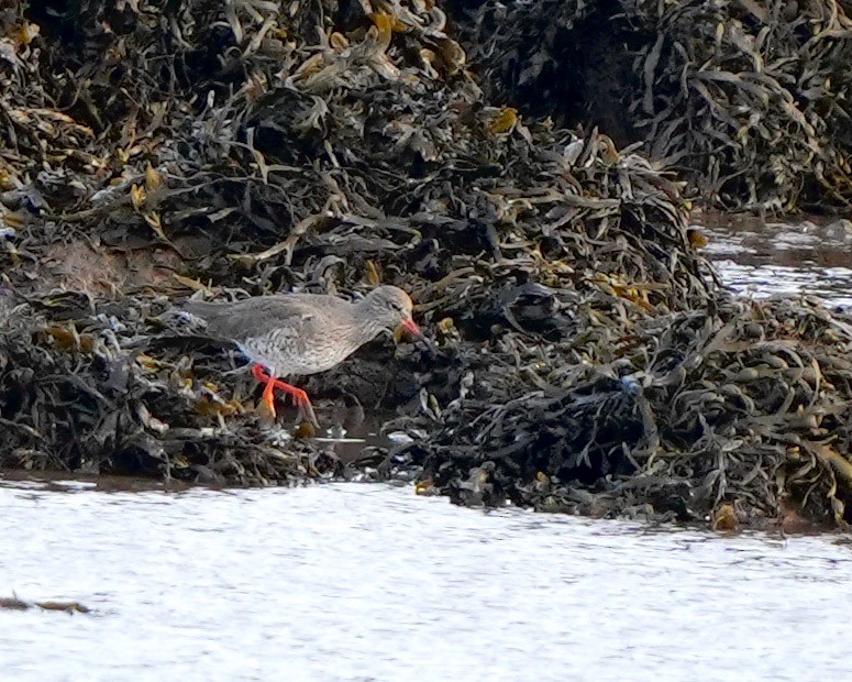 Common Redshank - ML554973651