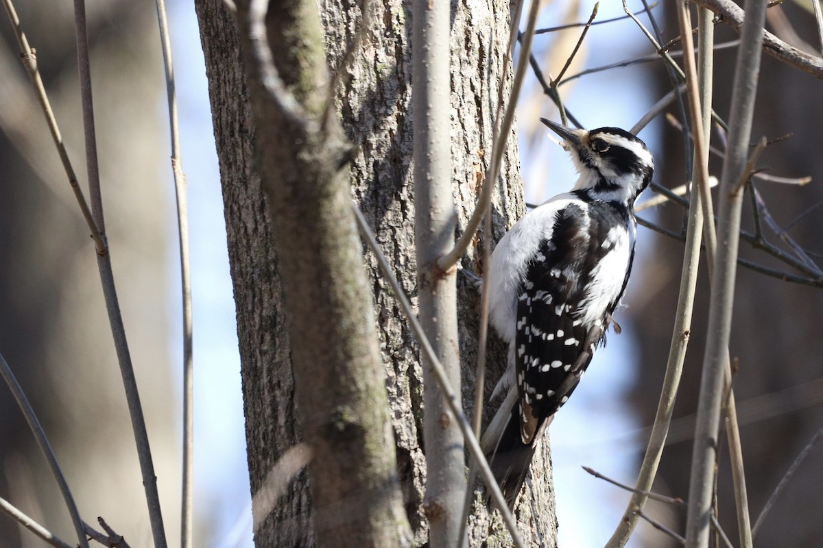 Hairy Woodpecker - ML554974241