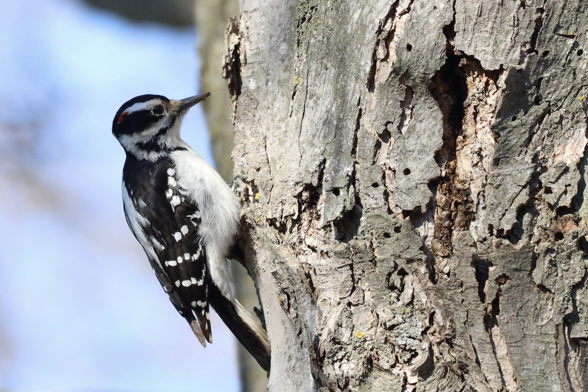 Hairy Woodpecker - ML554974251