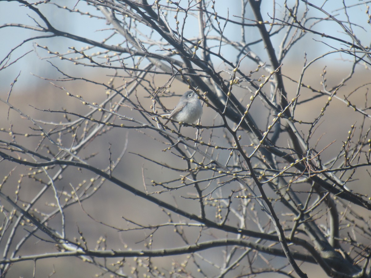 Blue-gray Gnatcatcher - ML554974481