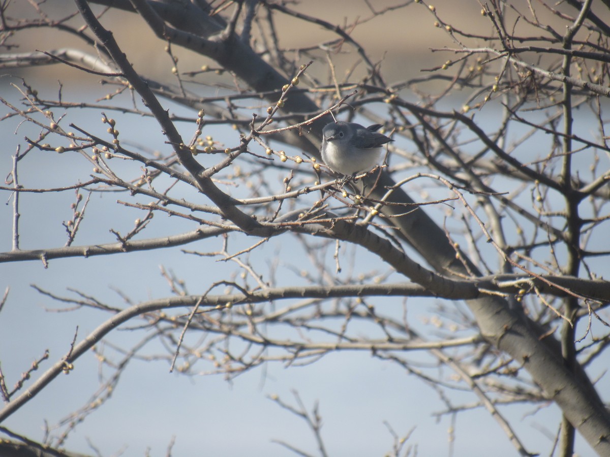 Blue-gray Gnatcatcher - ML554974491