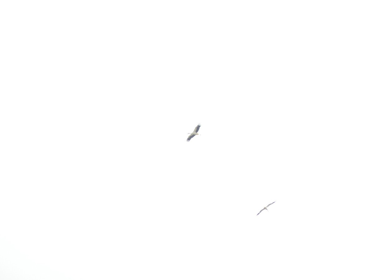 White Stork - ML554974861
