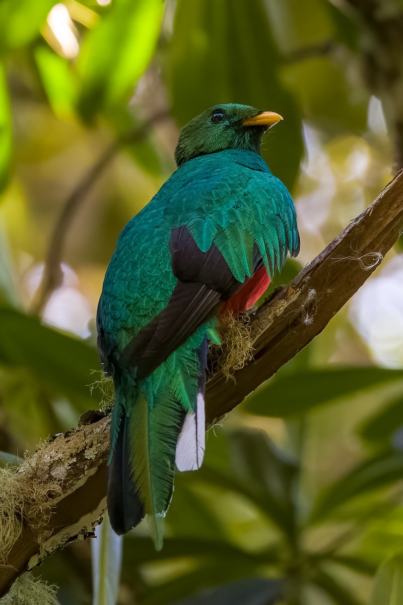 White-tipped Quetzal - ML554976901