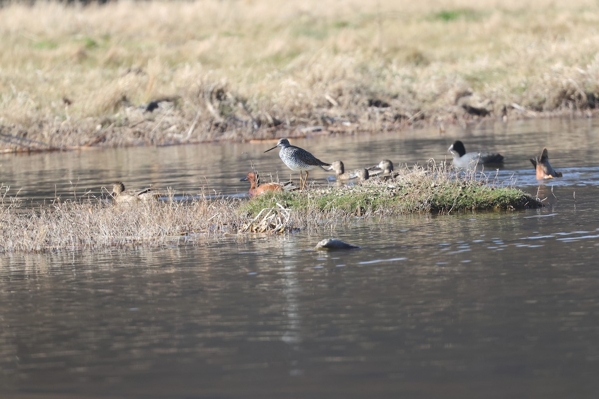 Greater Yellowlegs - ML554977341