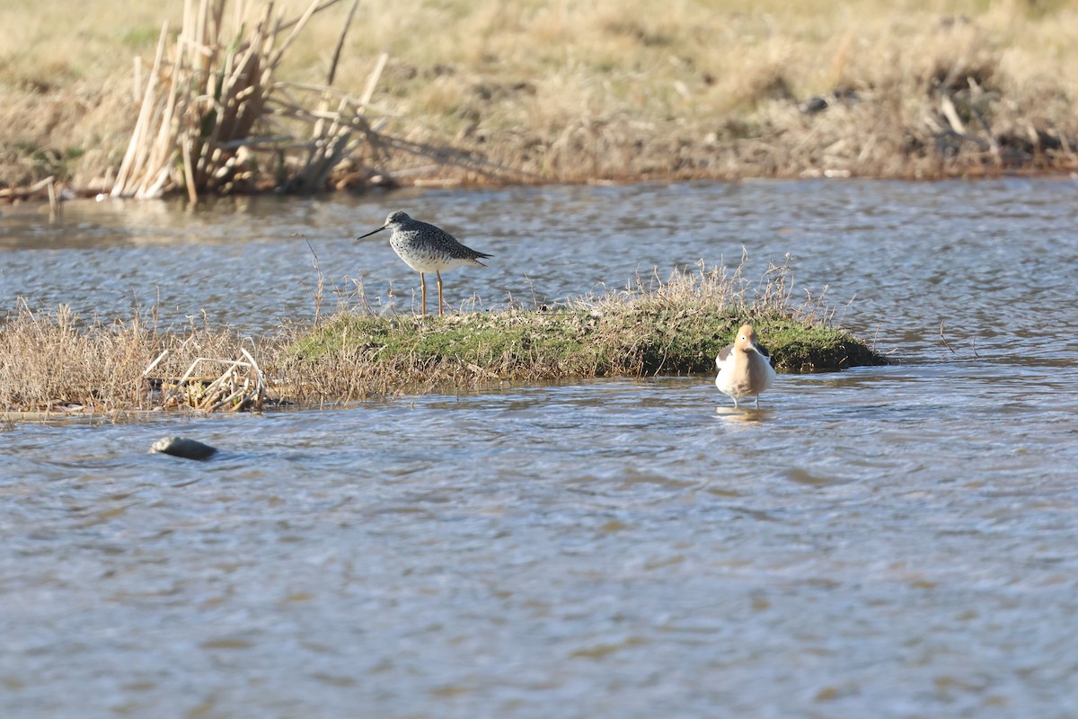 Greater Yellowlegs - ML554977351