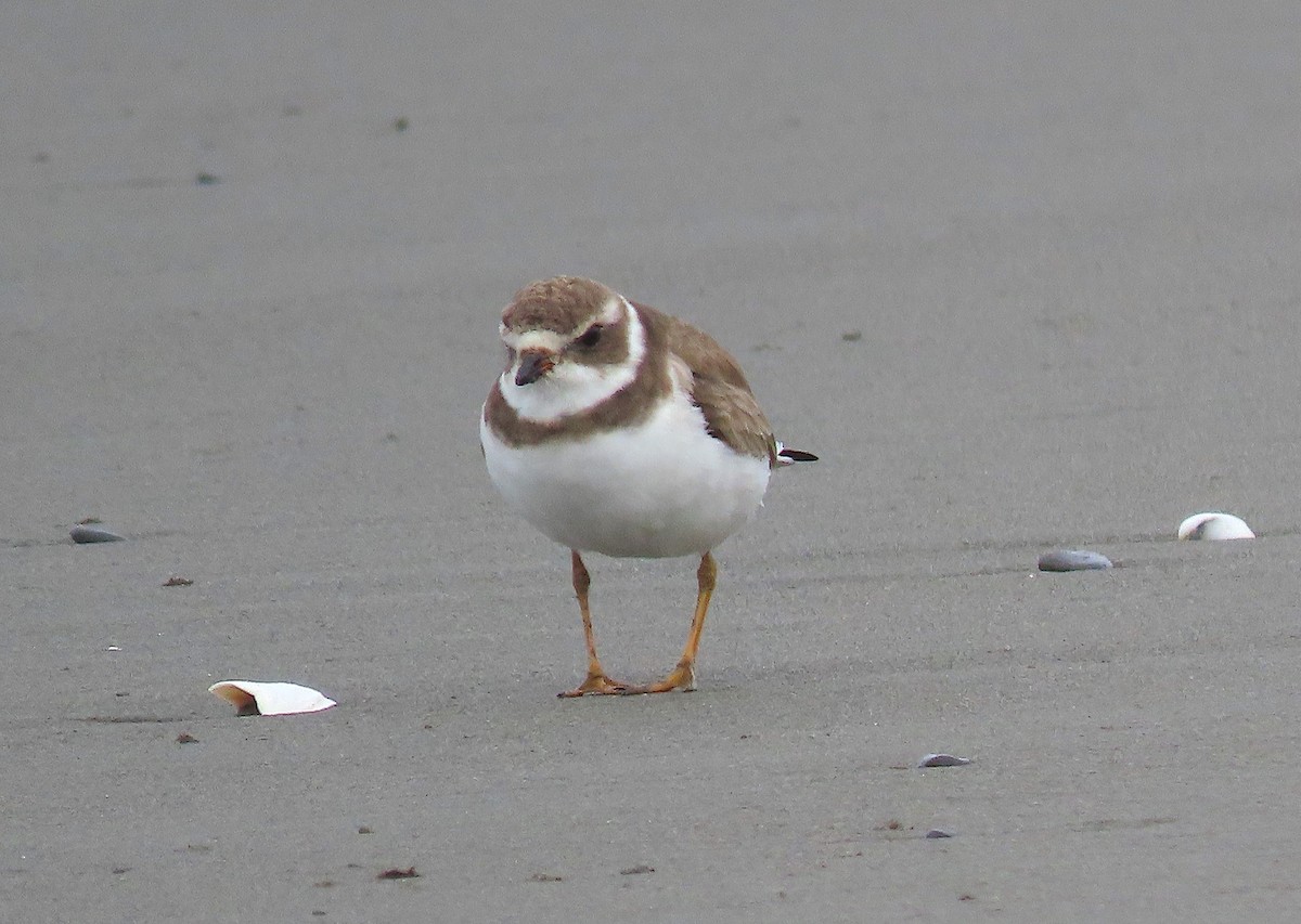 Semipalmated Plover - ML554977761