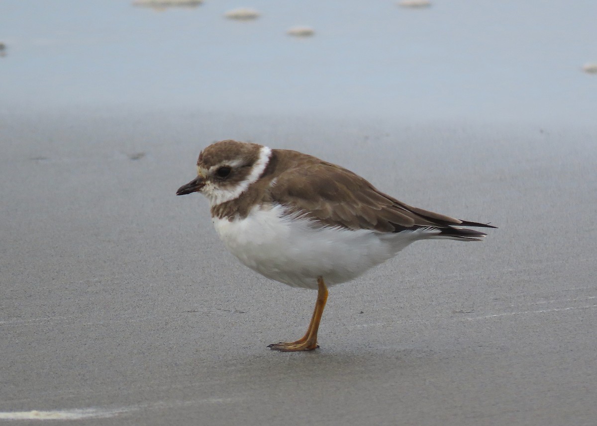 Semipalmated Plover - ML554977811