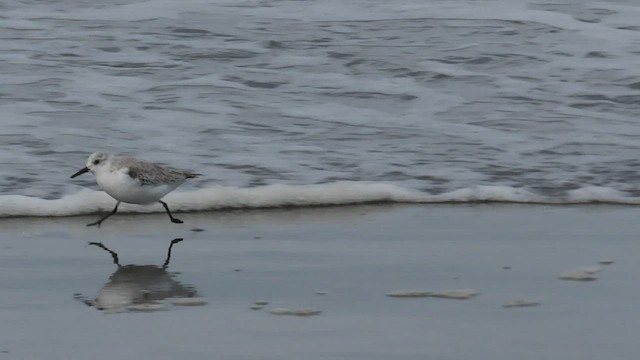 Sanderling - ML554978281