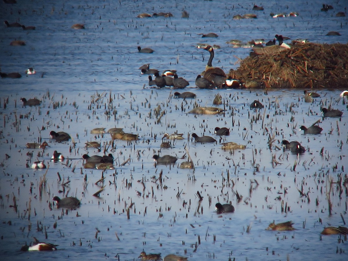 Garganey - ML554978371