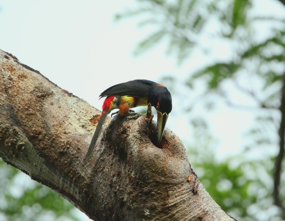 Collared Aracari - ML554978411