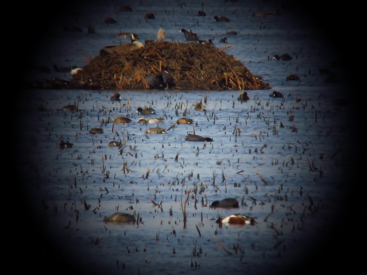 Garganey - ML554978891