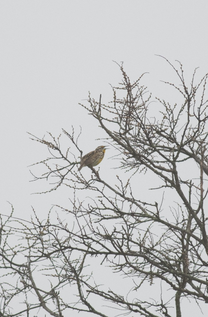 Eastern Meadowlark - ML554979551