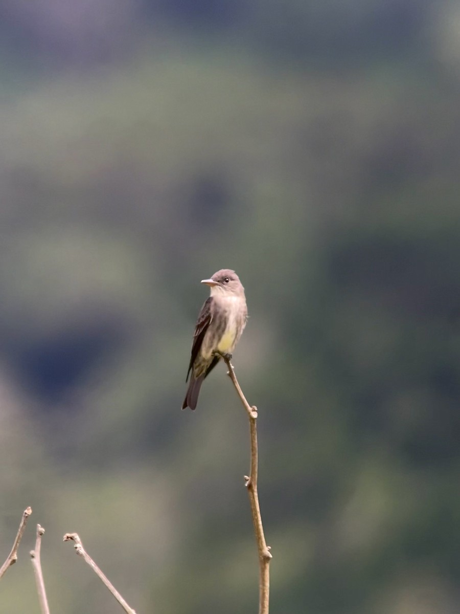 Olive-sided Flycatcher - ML554982251