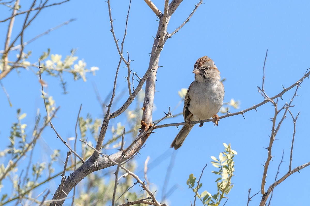 Rufous-winged Sparrow - Brian Hoffe