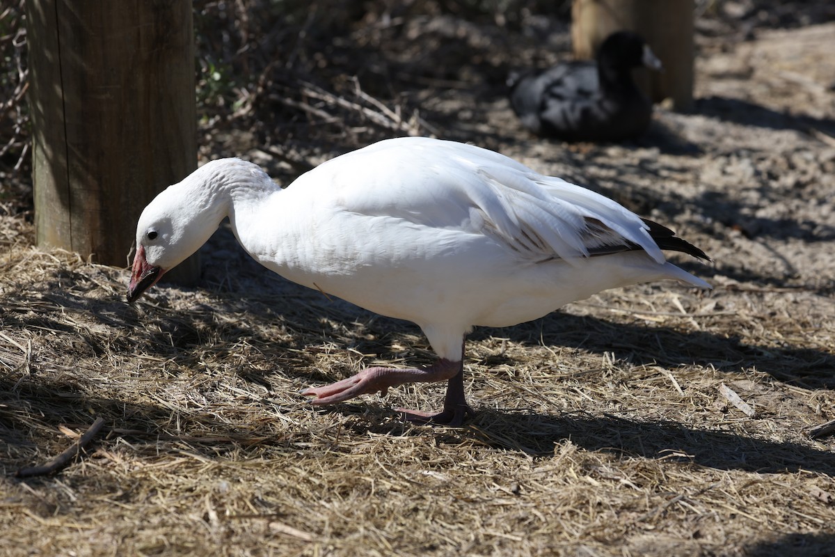 Цасны галуу - ML554982991
