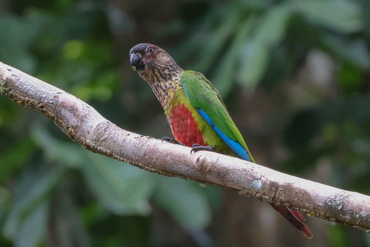 Conure de Hellmayr (snethlageae) - ML554983101