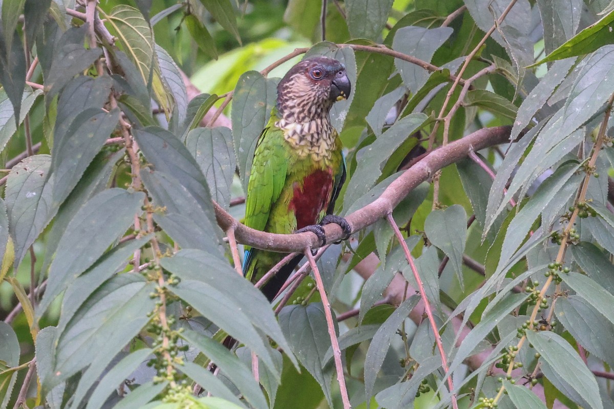 Conure de Hellmayr (snethlageae) - ML554983111