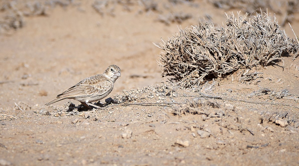 Black-crowned Sparrow-Lark - ML554983181