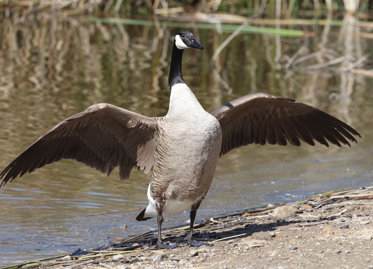 Канад галуу - ML554983871