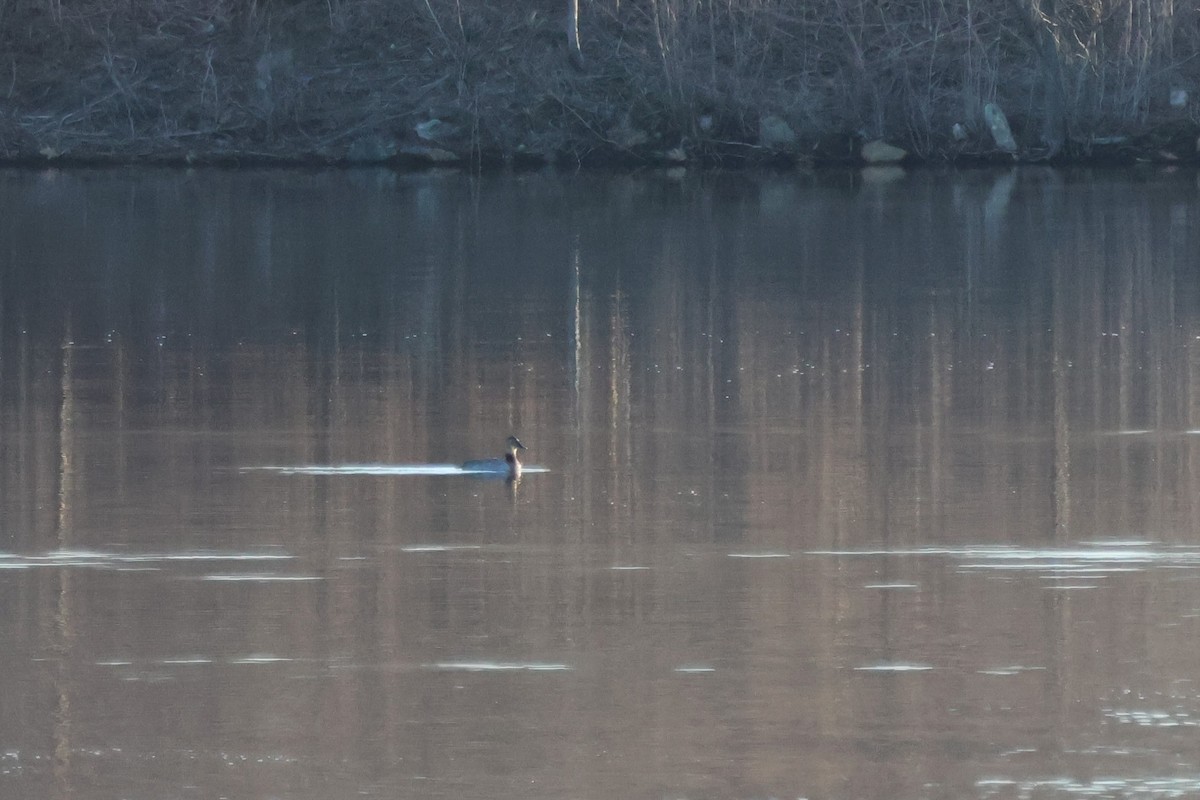 Canvasback - ML554983991