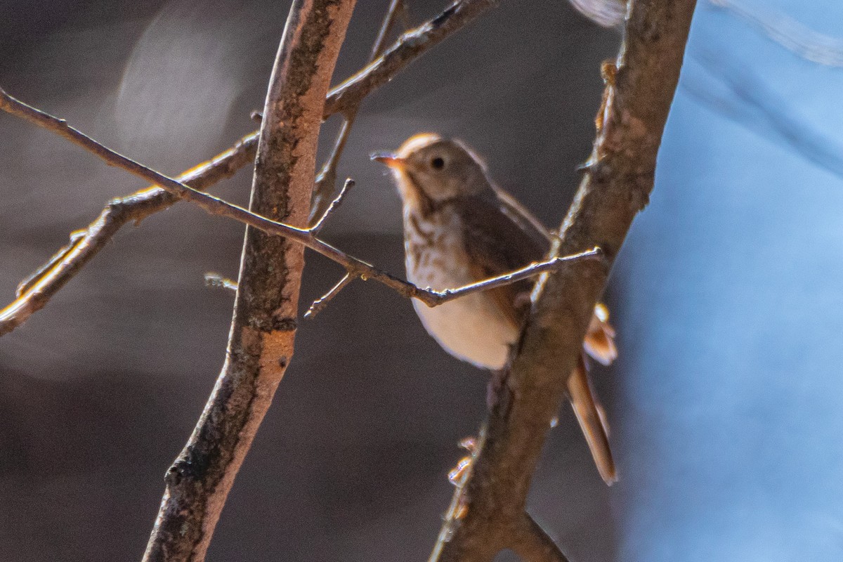 Hermit Thrush - ML554984621