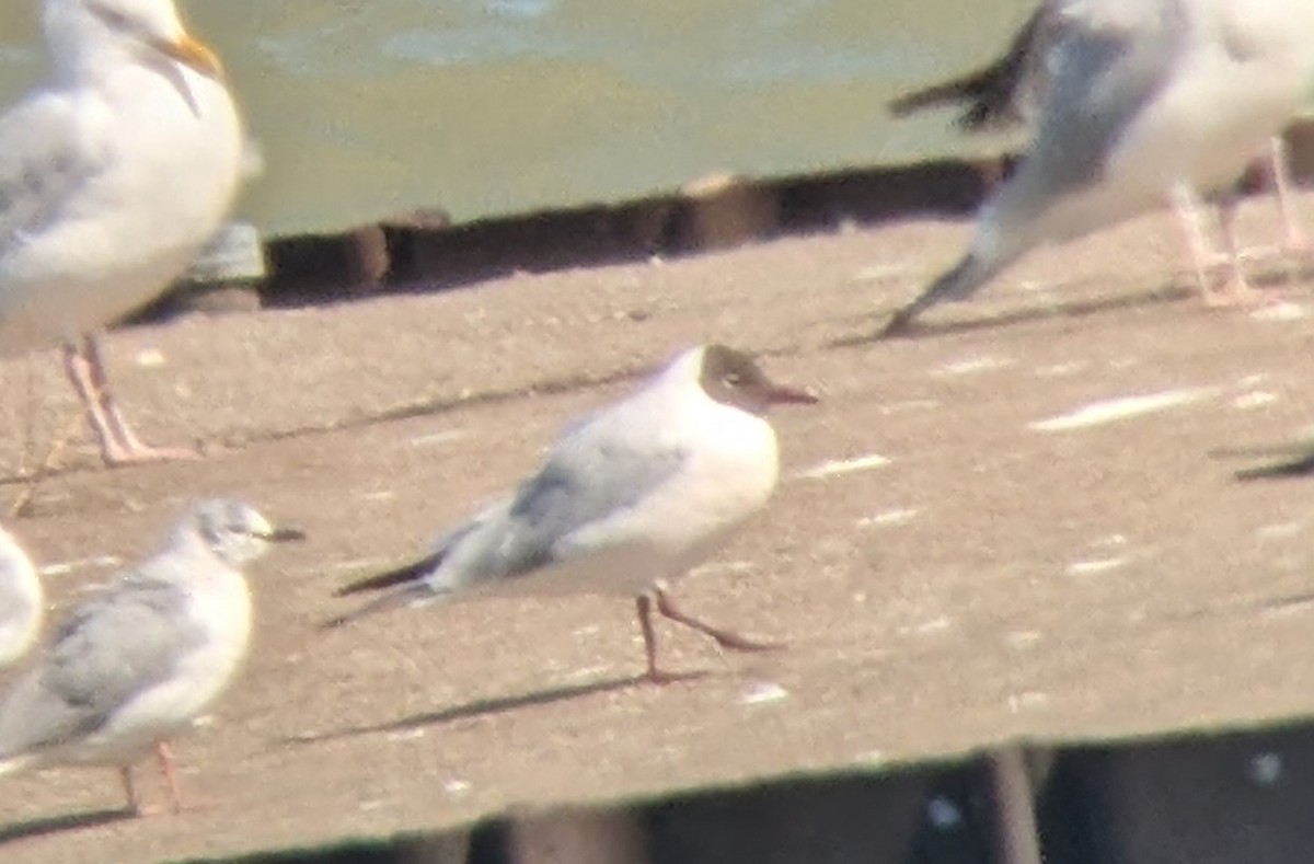 Black-headed Gull - Tim Lenz
