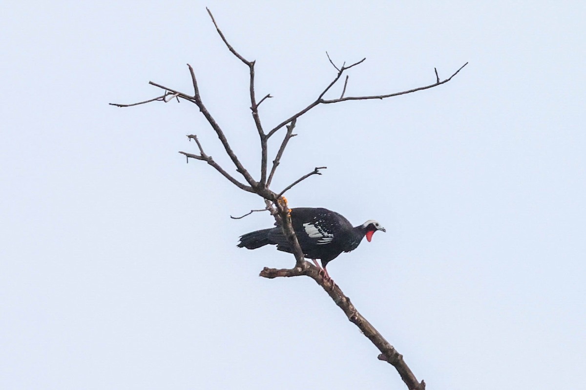 Red-throated Piping-Guan - Allison Miller