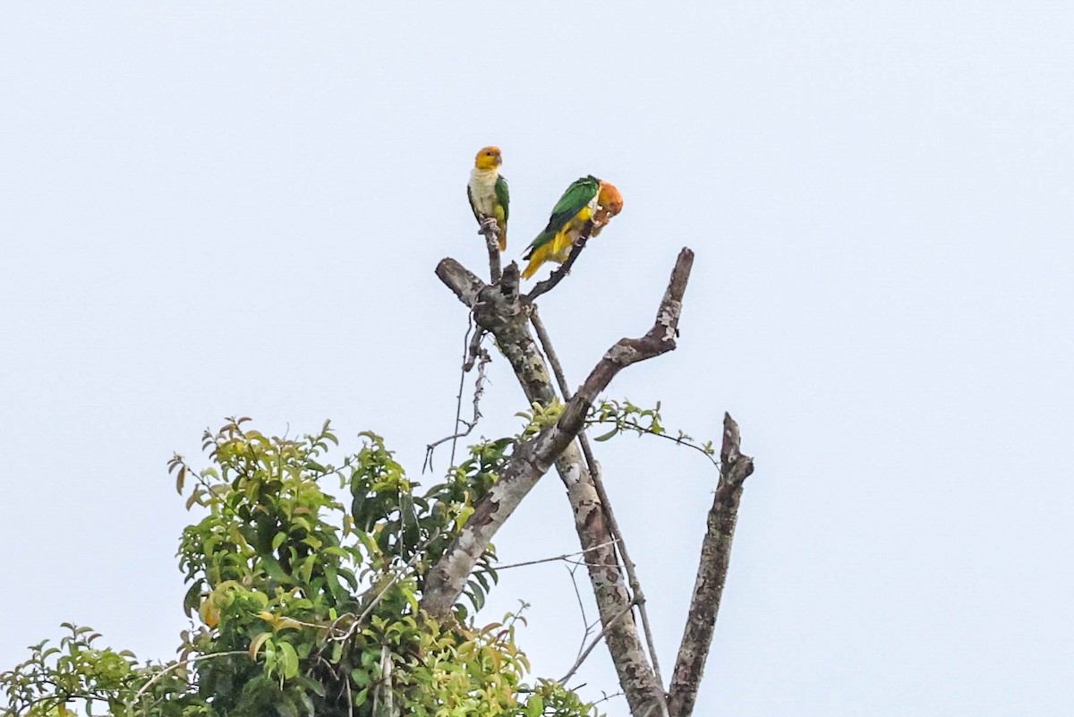 シロハラインコ - ML554985211