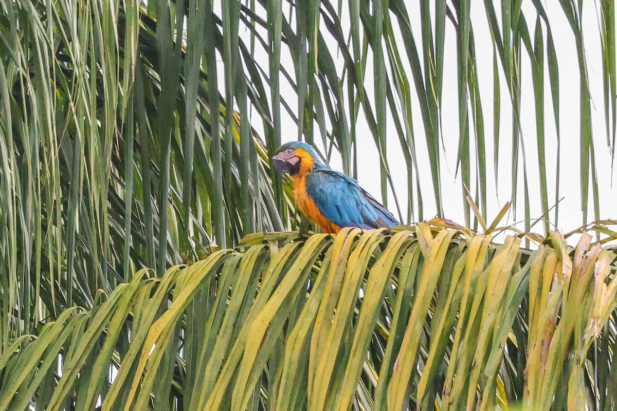 Blue-and-yellow Macaw - ML554985291