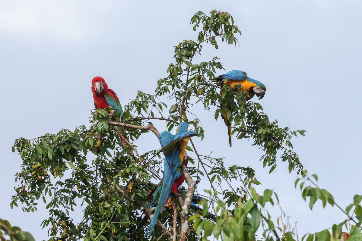 Blue-and-yellow Macaw - ML554986041