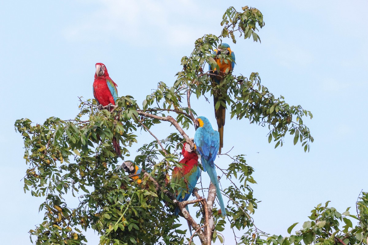 Blue-and-yellow Macaw - ML554986081