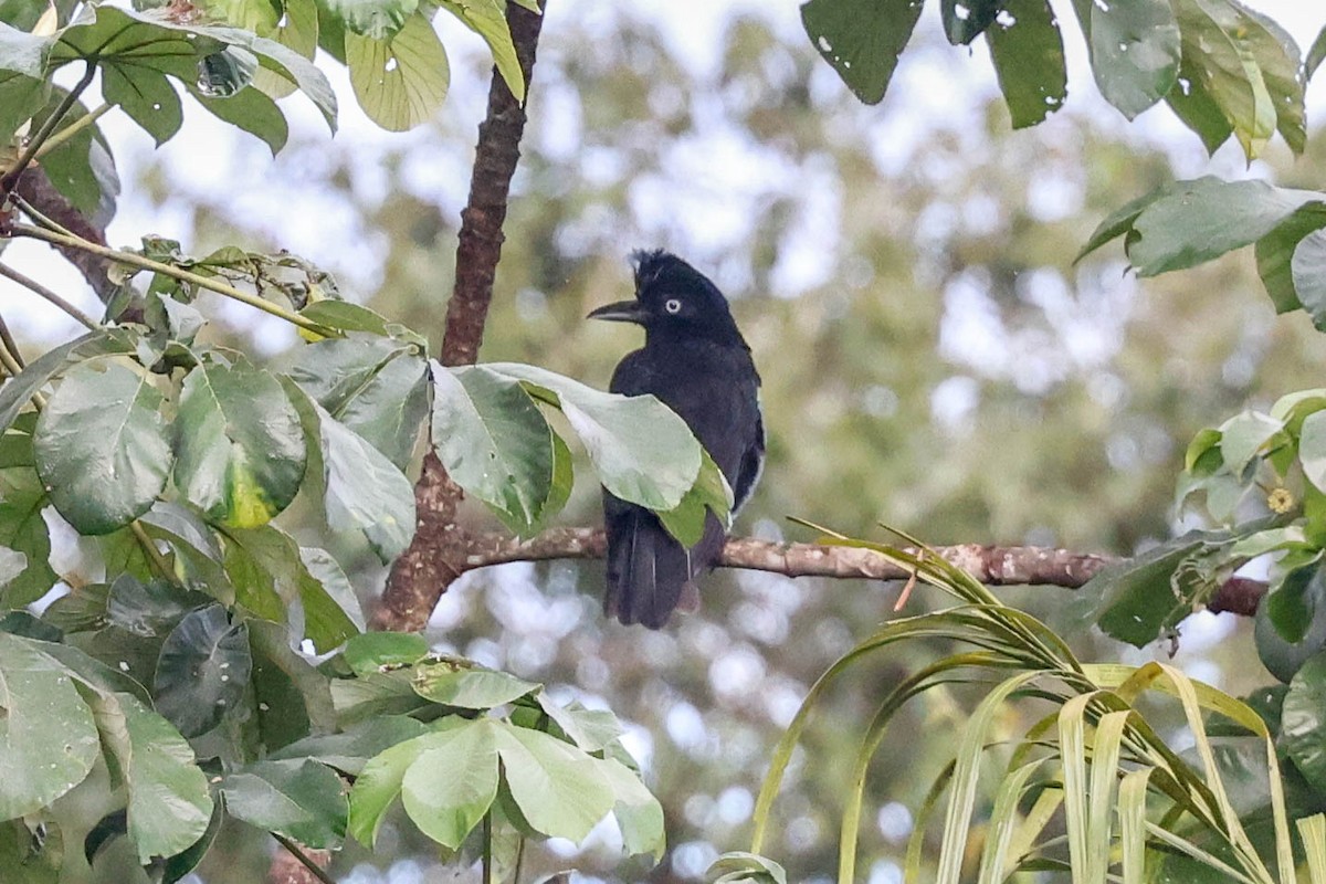 Амазонская зонтичная птица - ML554986321