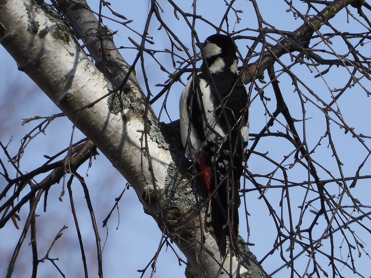 Great Spotted Woodpecker - ML554986481