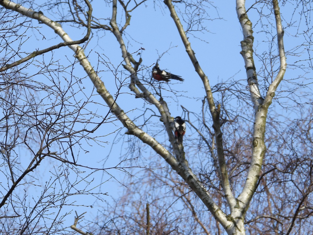 Great Spotted Woodpecker - ML554986491