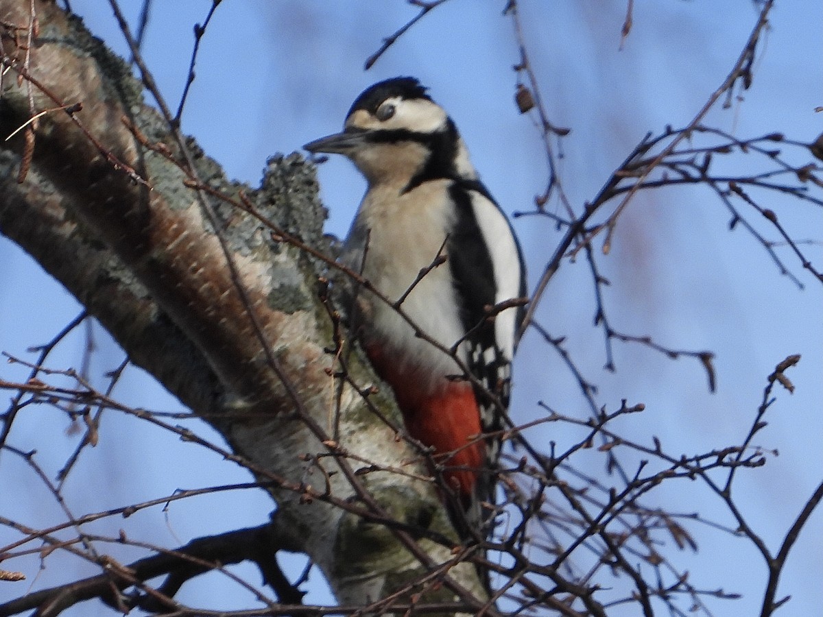 Great Spotted Woodpecker - ML554986501