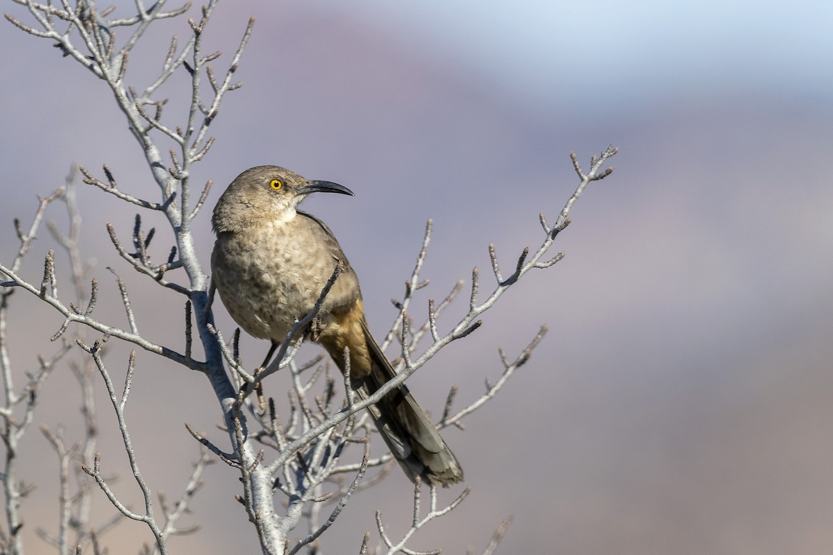 Curve-billed Thrasher - Brian Hoffe