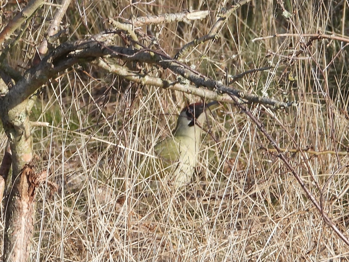 Eurasian Green Woodpecker - ML554986701