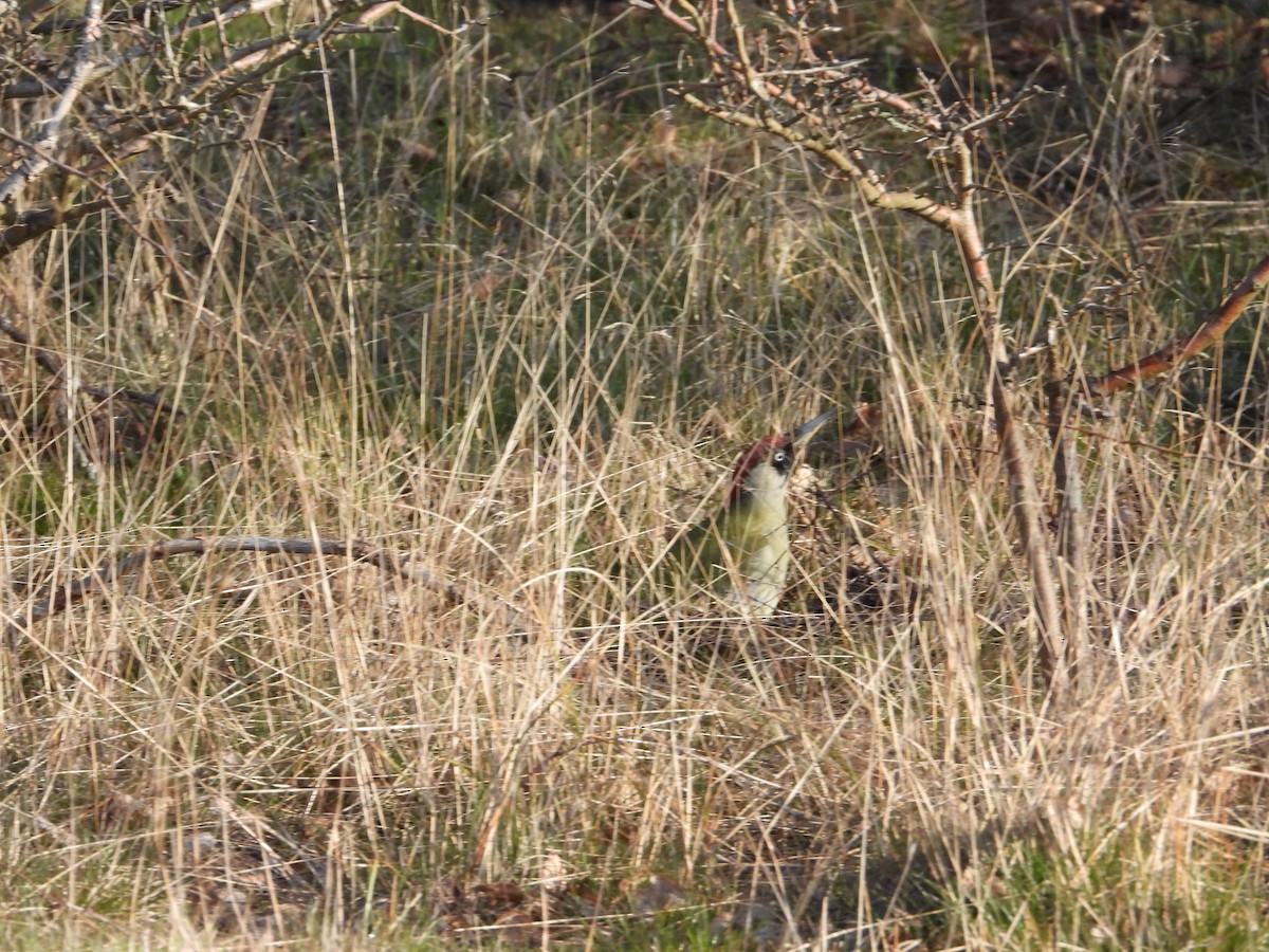 Eurasian Green Woodpecker - ML554986711