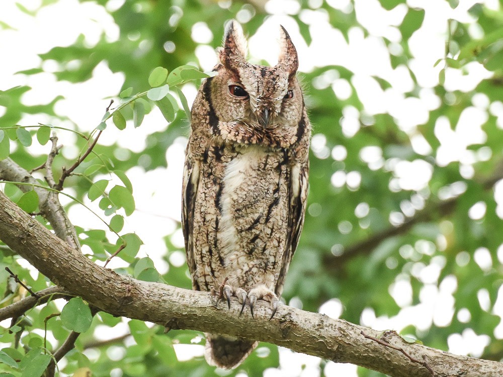 Japanese Scops-Owl - Xueping & Stephan Popp