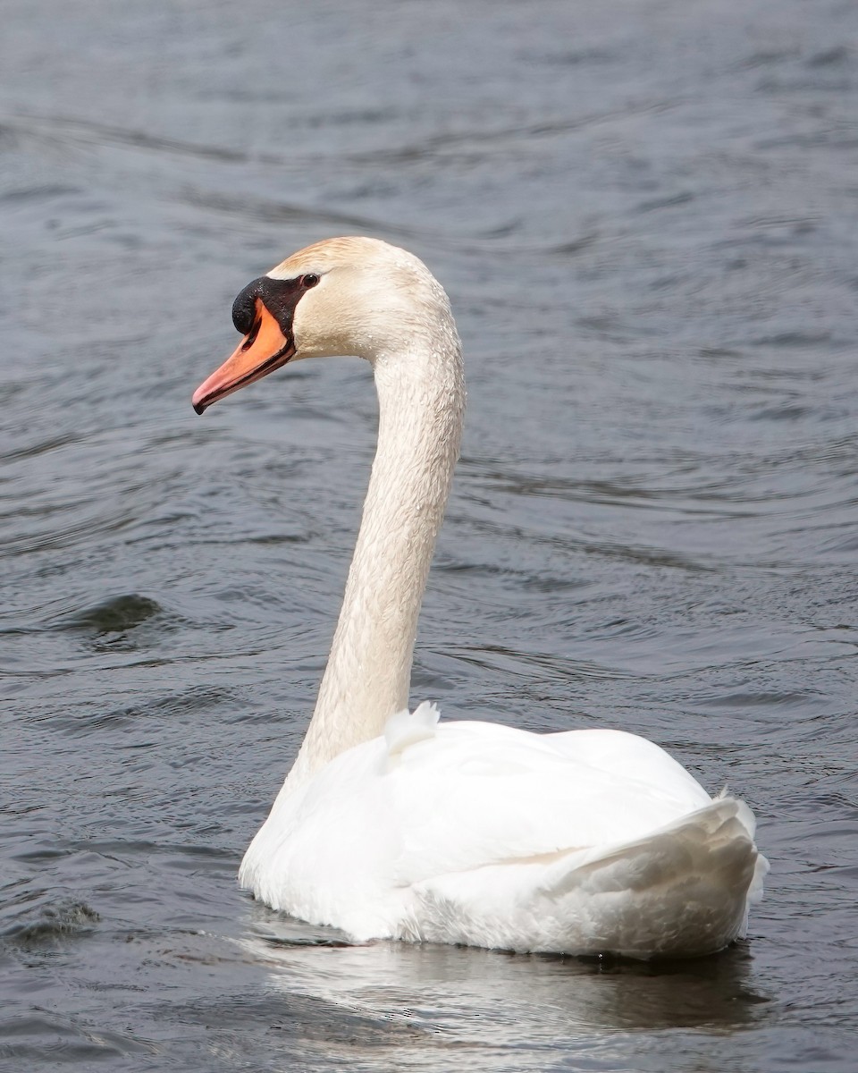 Mute Swan - ML554987321