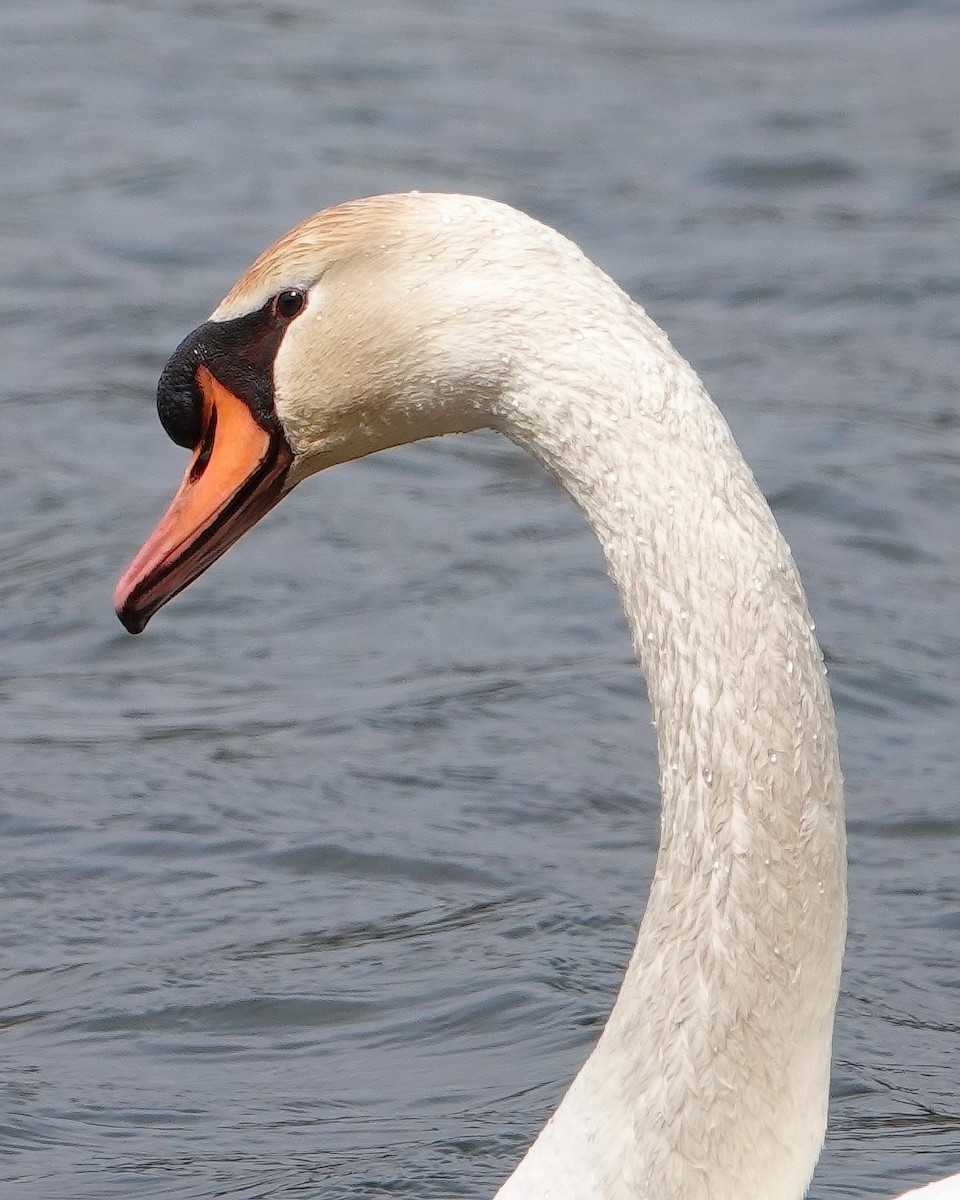 Mute Swan - ML554987351