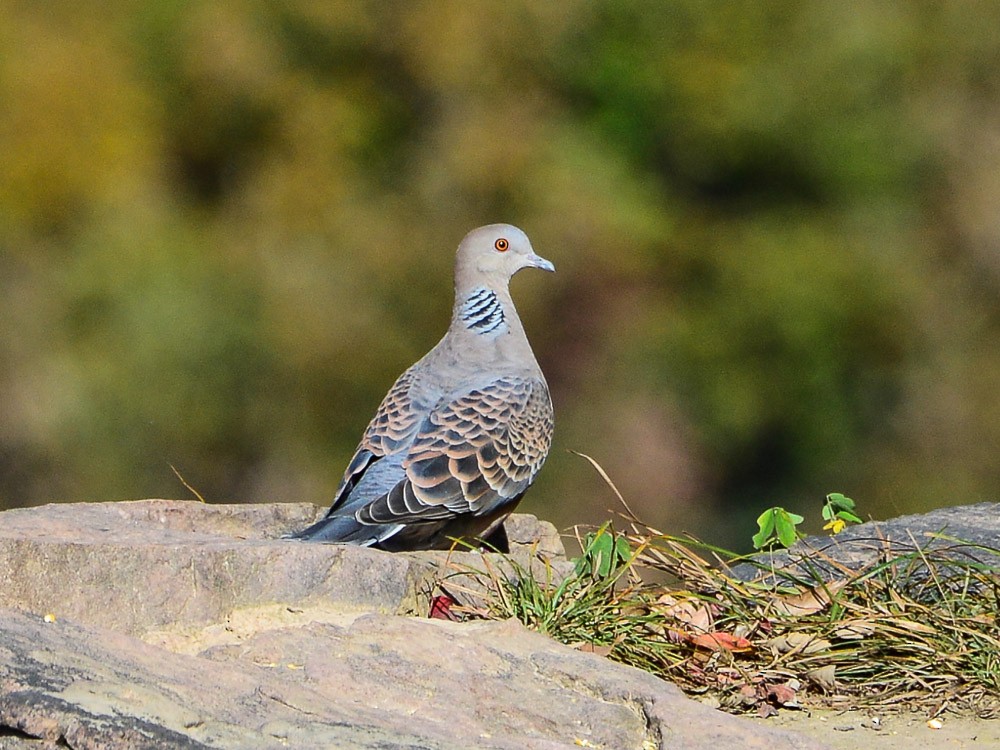 Oriental Turtle-Dove - ML554987611