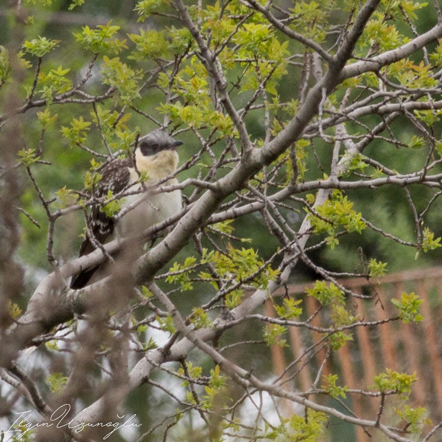 Great Spotted Cuckoo - Ilgın Uzunoğlu