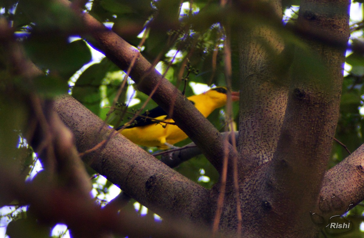 Black-naped Oriole - ML554988431