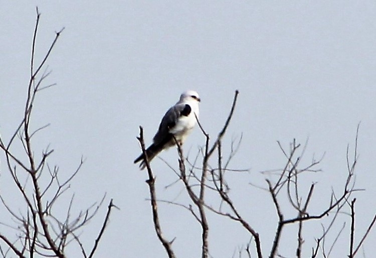 White-tailed Kite - ML554988691