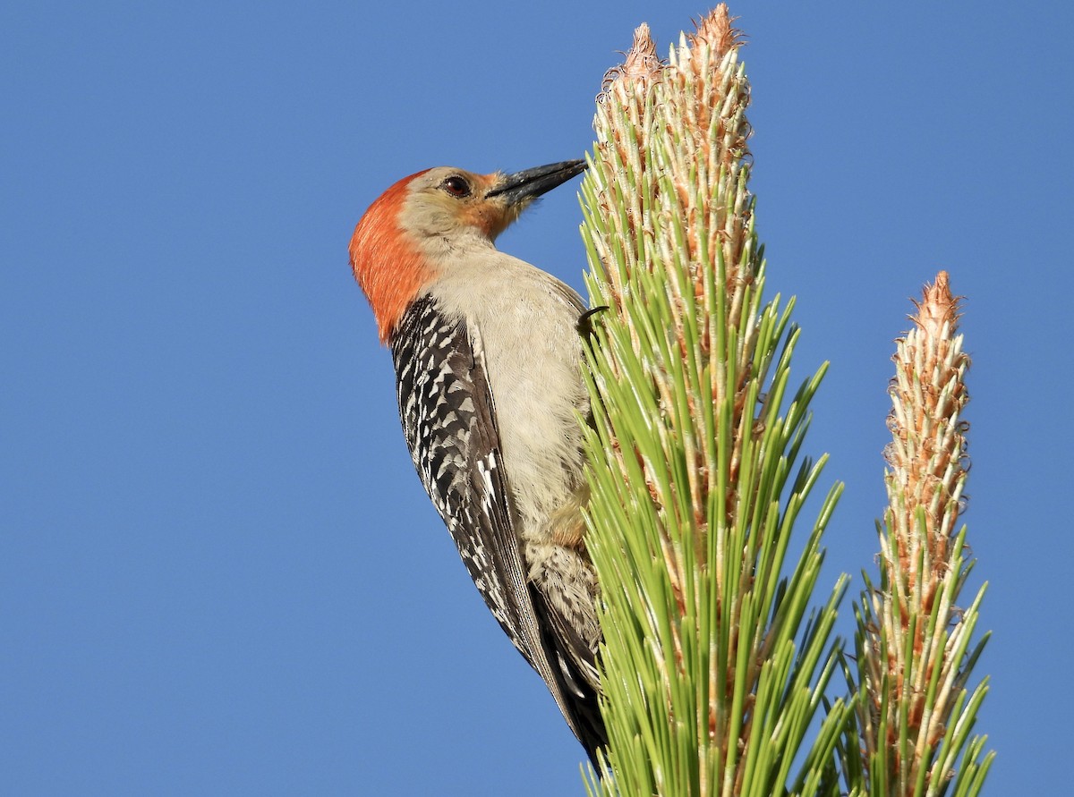 Red-bellied Woodpecker - ML554988871