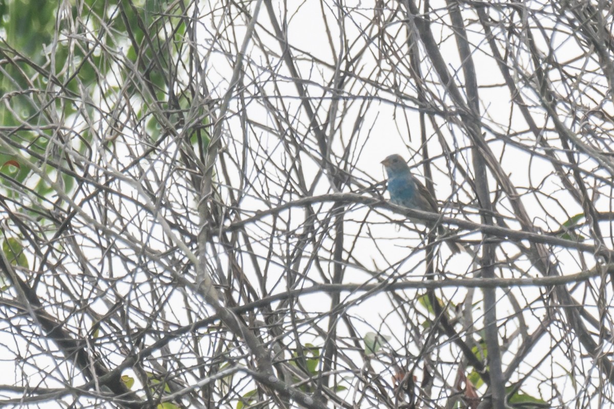 Indigo Bunting - Gabrielle Harrison