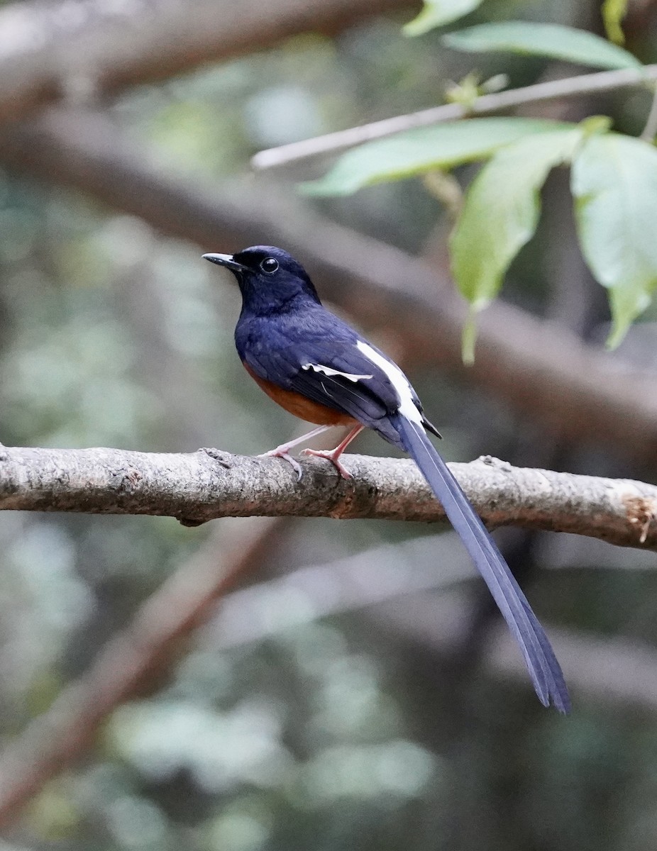 White-rumped Shama - Daniel Winzeler