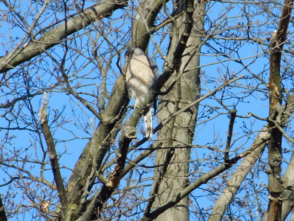 Cooper's Hawk - ML554989951